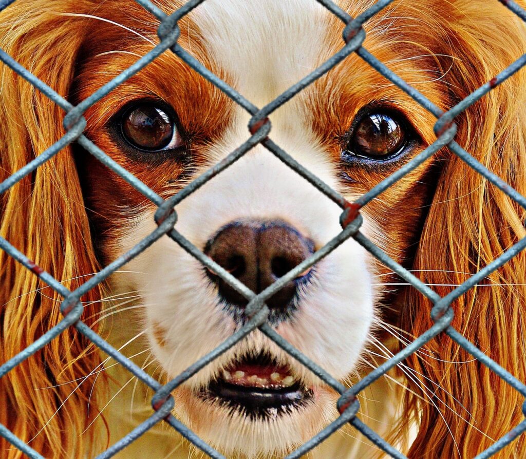 dog behind cage bars, adopting a shelter pet