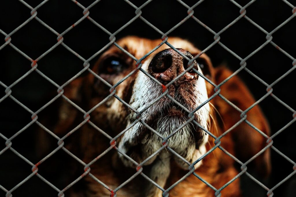 dog behind cage bars, adopting a shelter pet