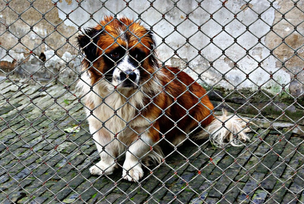 large dog in a kennel, adopting a shelter pet