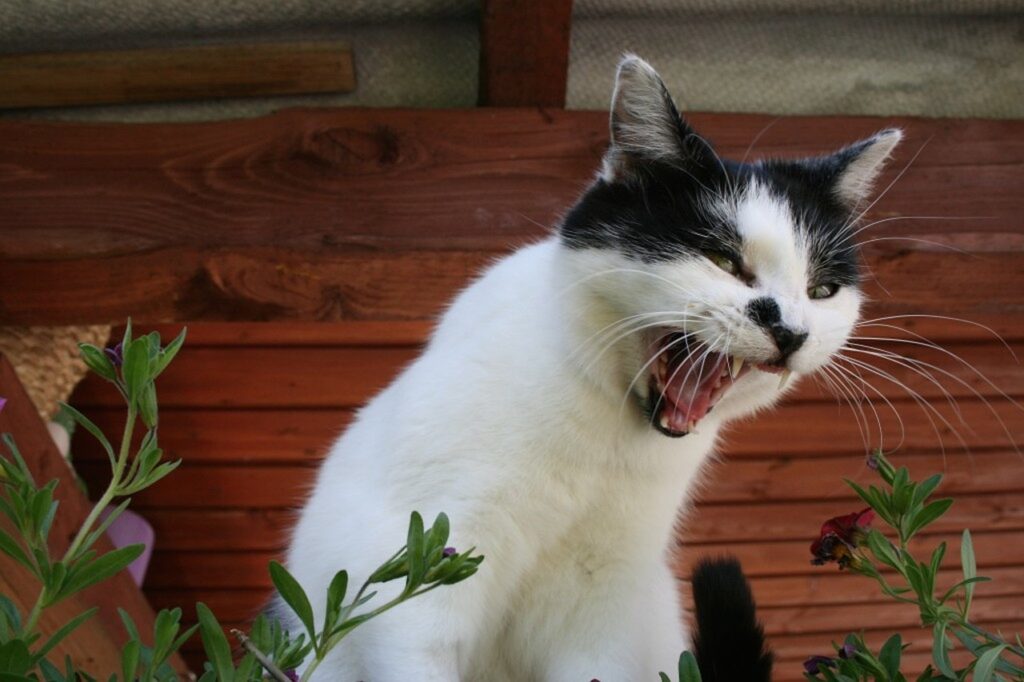 hissing cats with attitude