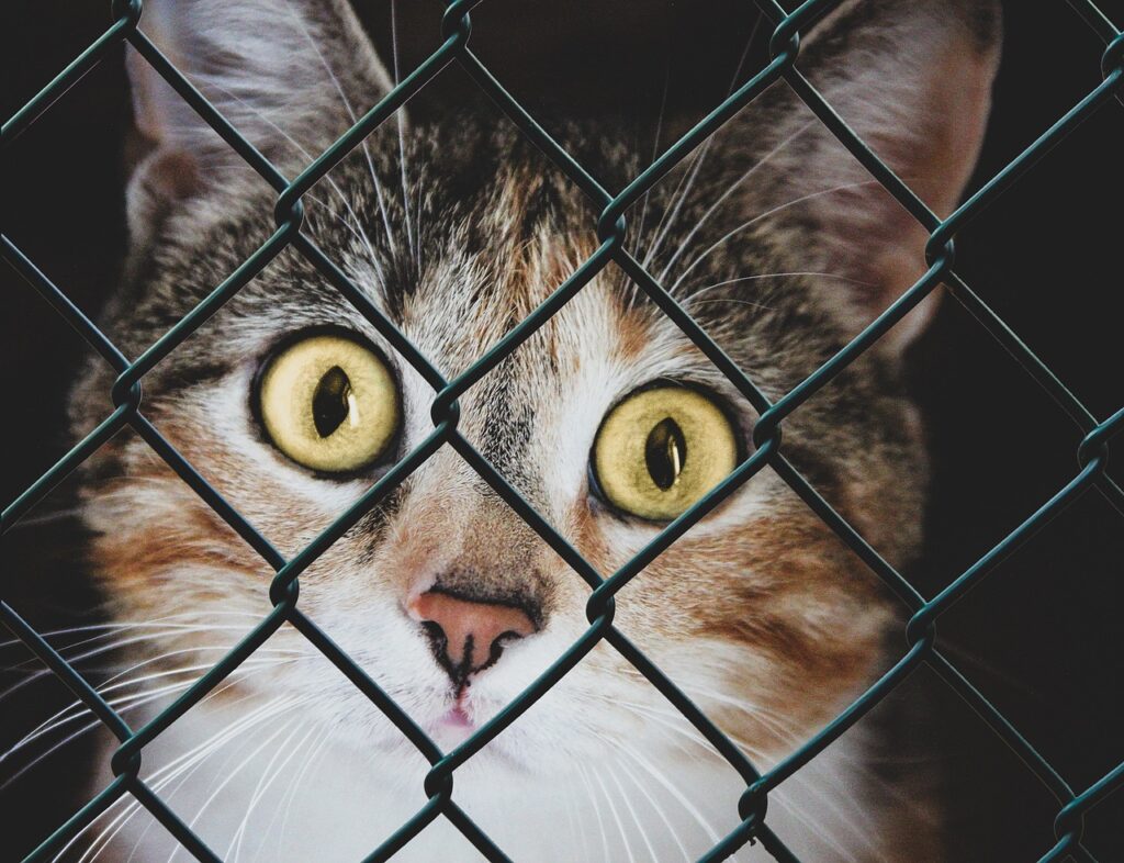cat looking through cage bars, adopting a shelter pet