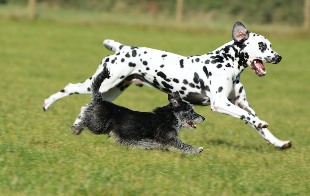 Two dogs running through a field, high energy dogs