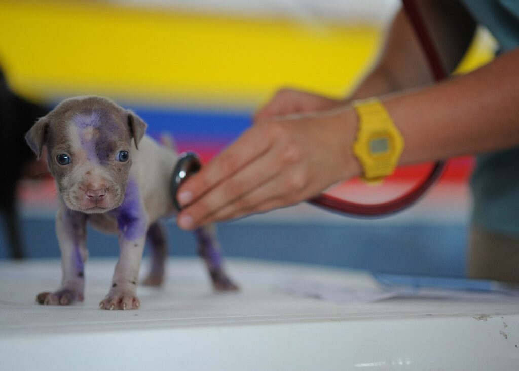 veterinarian examining new puppy, spaying and neutering