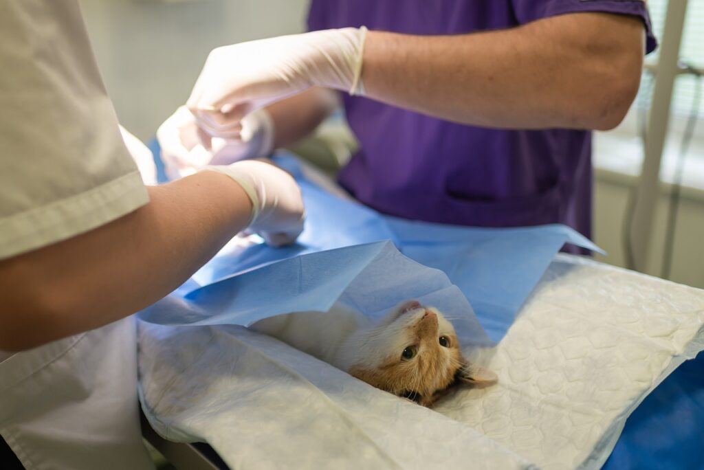 veterinarians performing surgery on a cat, spaying and neutering