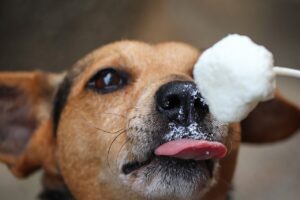 5 Easy Homemade Dog Treat Recipes Your Pup Will Love