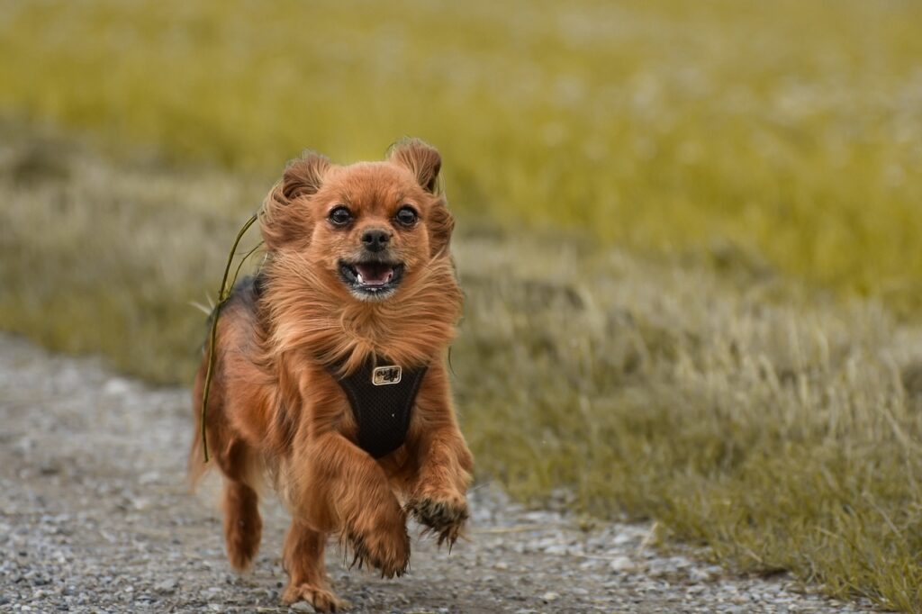 Little dog running along a road, high energy dogs