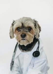 routine vet visits