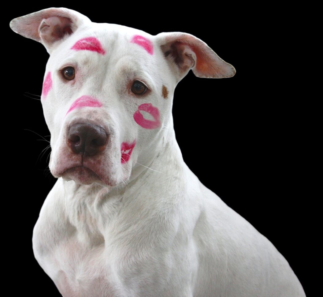 sad dog with lipstick kisses on his face