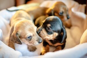 Spaying and Neutering: An Essential Part of Your Pet’s  Health and Happiness