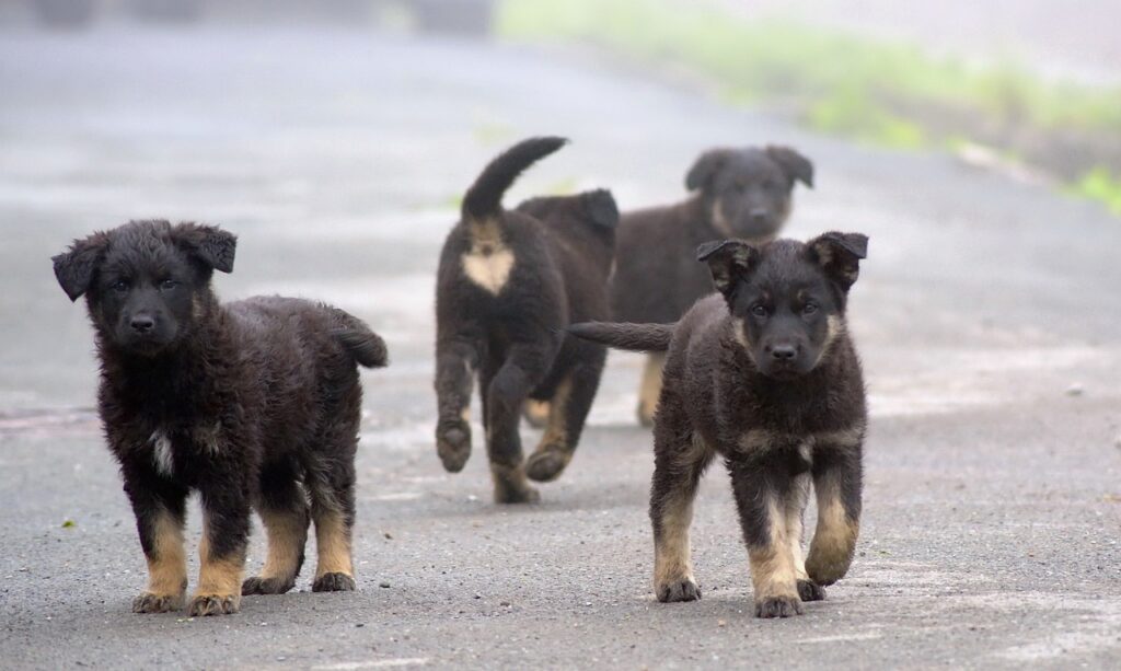 group of stray puppies
