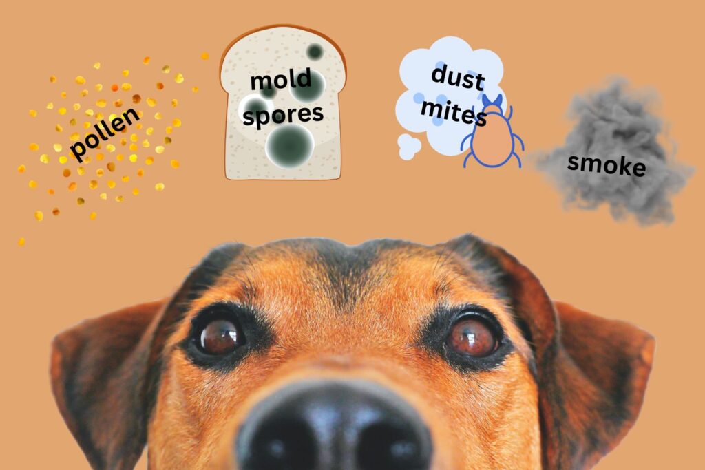 Dog eyes with allergens in the air around them