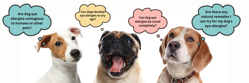 frequently asked questions about dog eye allergies
