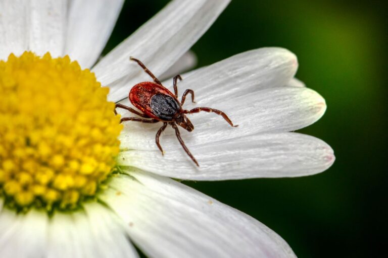 facts about ticks