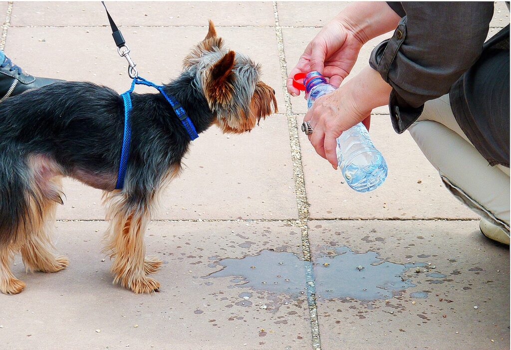 pet hydration