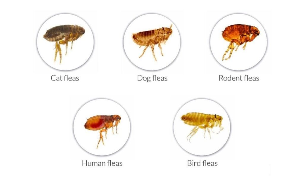 different types of fleas, what do fleas look like